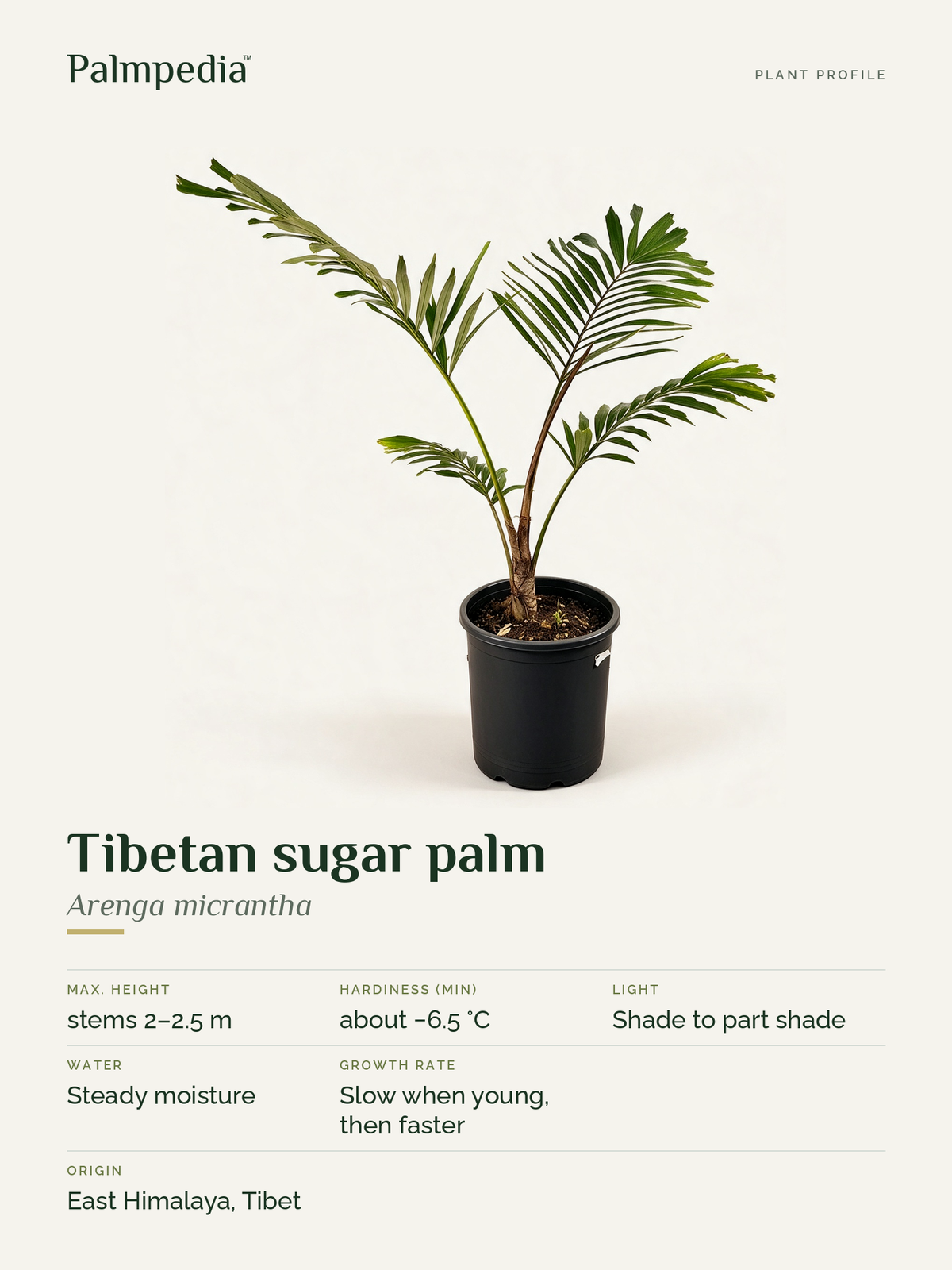 Arenga micrantha – plant profile