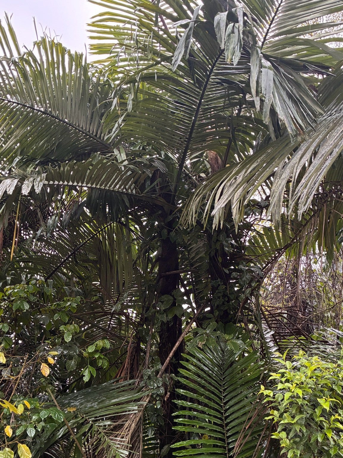 Arenga micrantha – mature plant