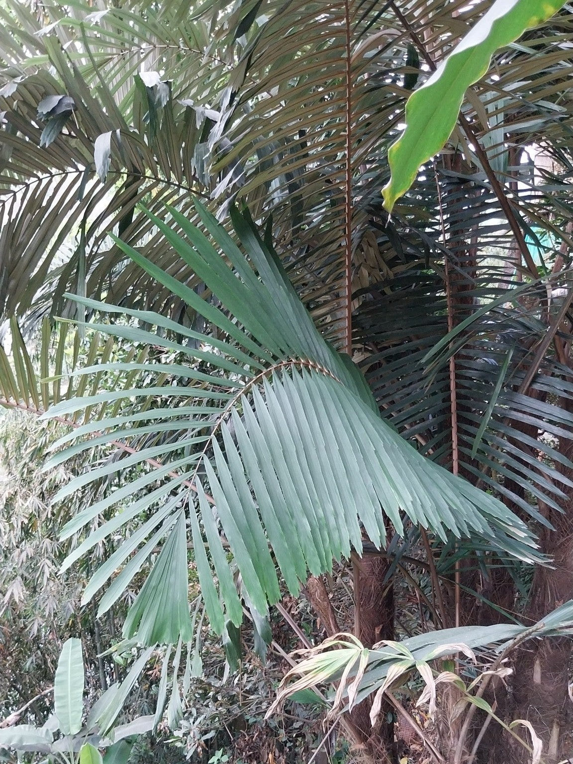 Arenga micrantha – mature plant