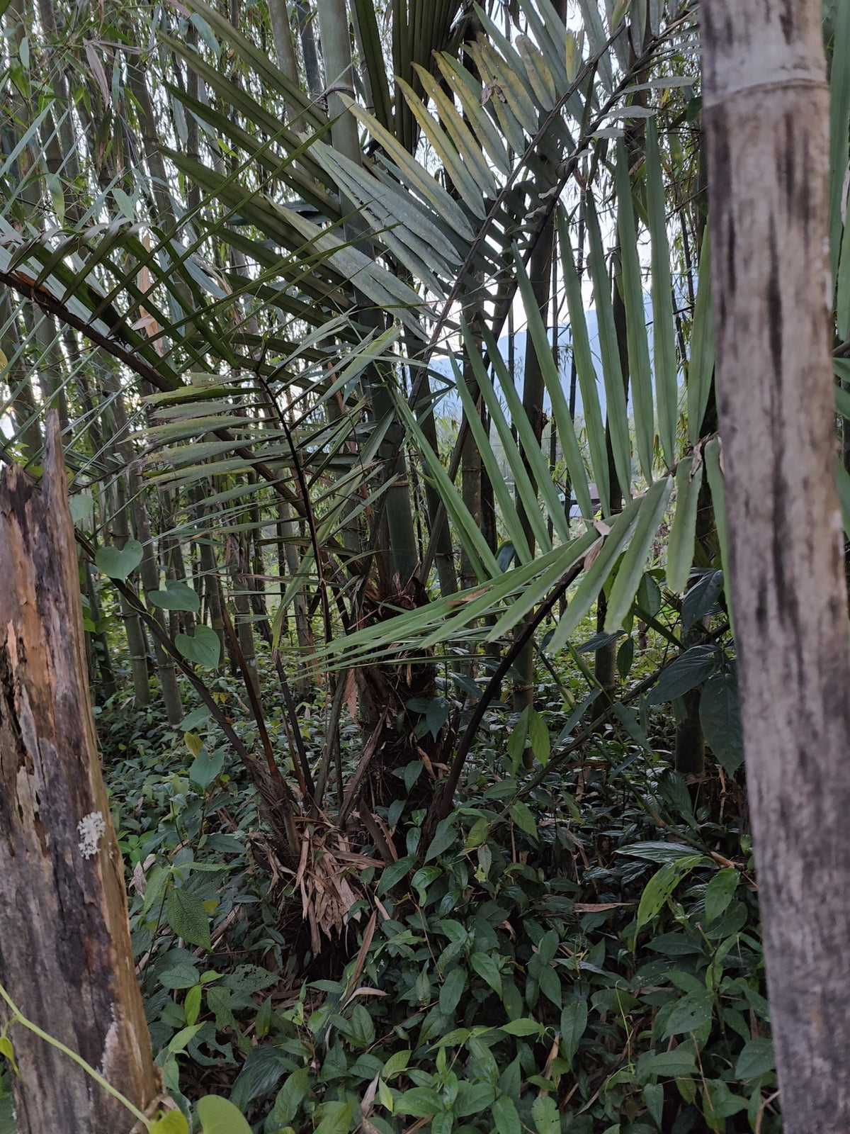 Arenga micrantha – in habitat