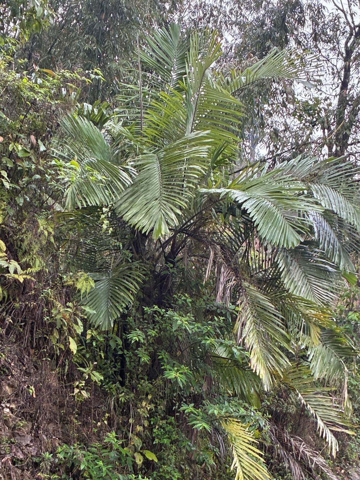 Arenga micrantha – in habitat