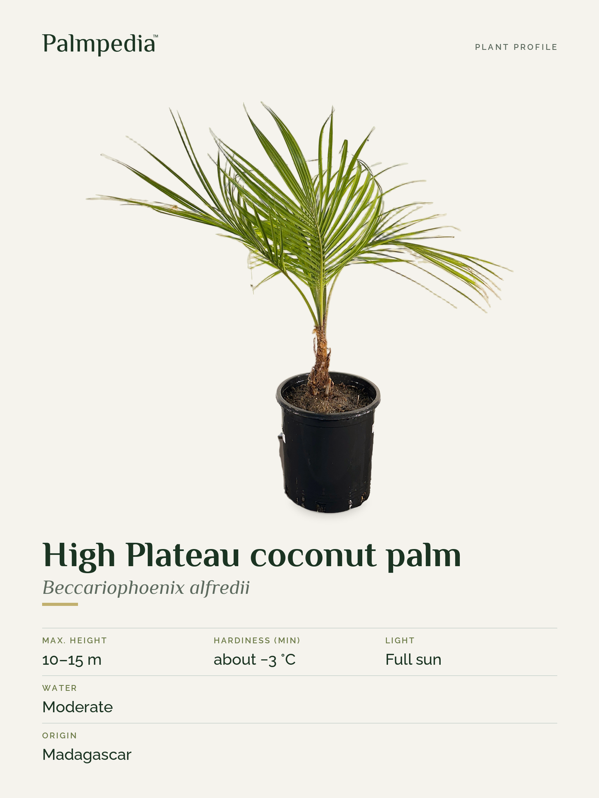 Beccariophoenix alfredii – plant profile