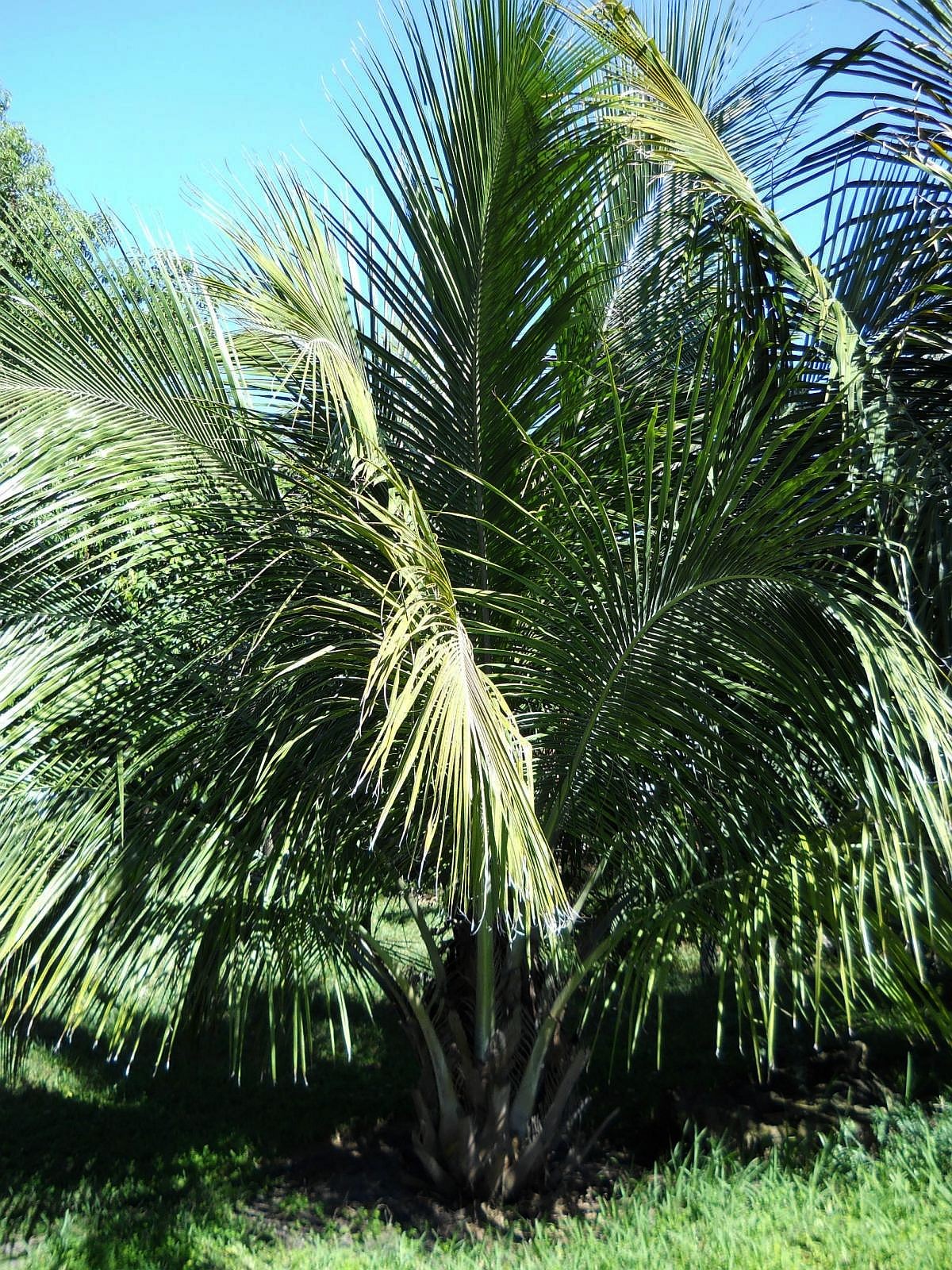Beccariophoenix alfredii – mature plant