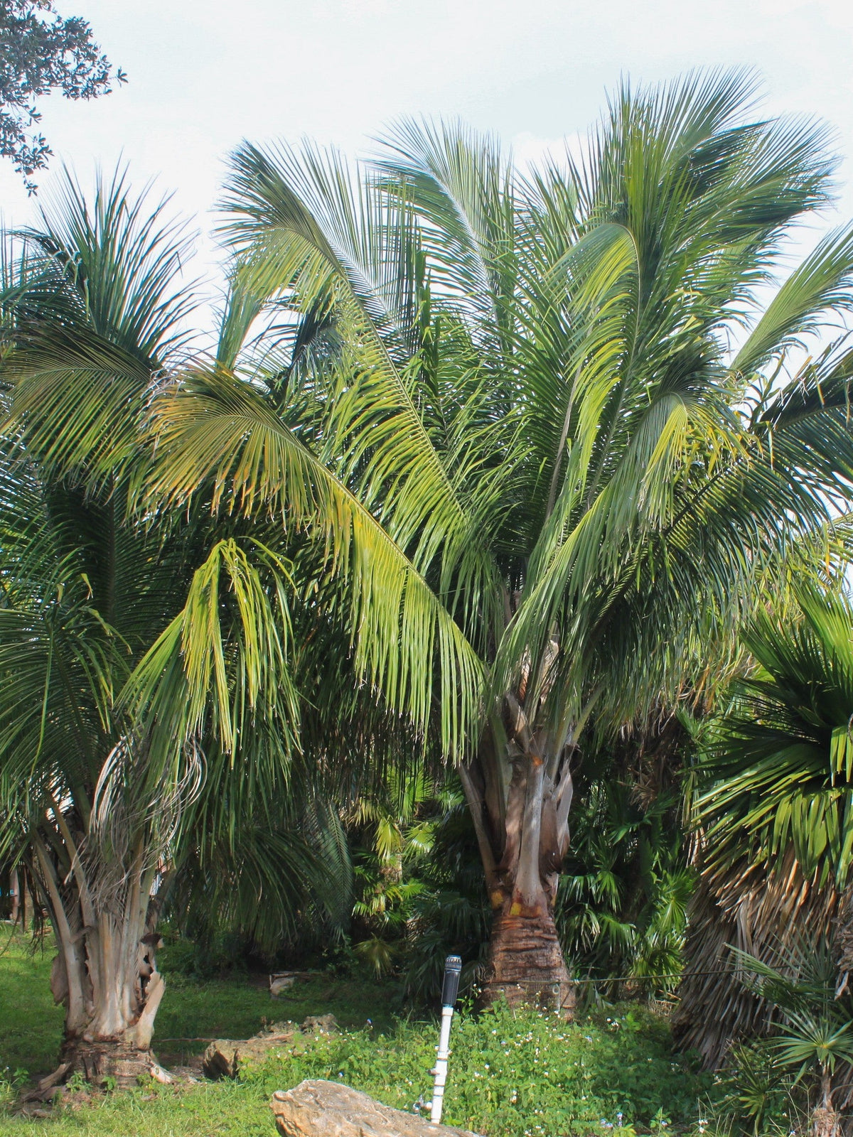 Beccariophoenix alfredii – mature plant