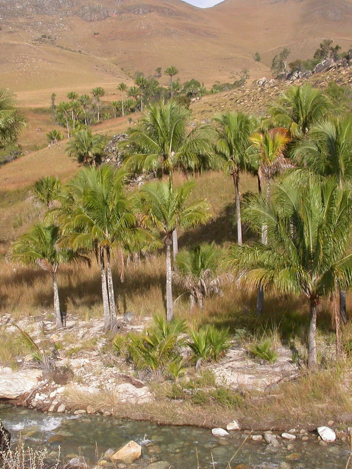 Beccariophoenix alfredii – mature plant