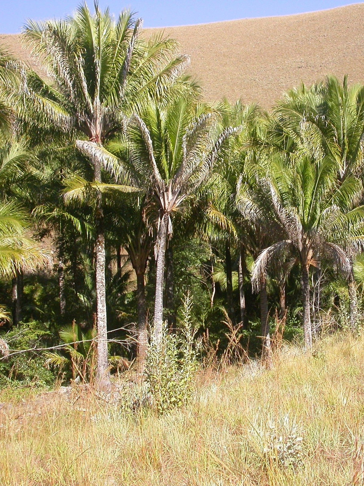 Beccariophoenix alfredii – mature plant
