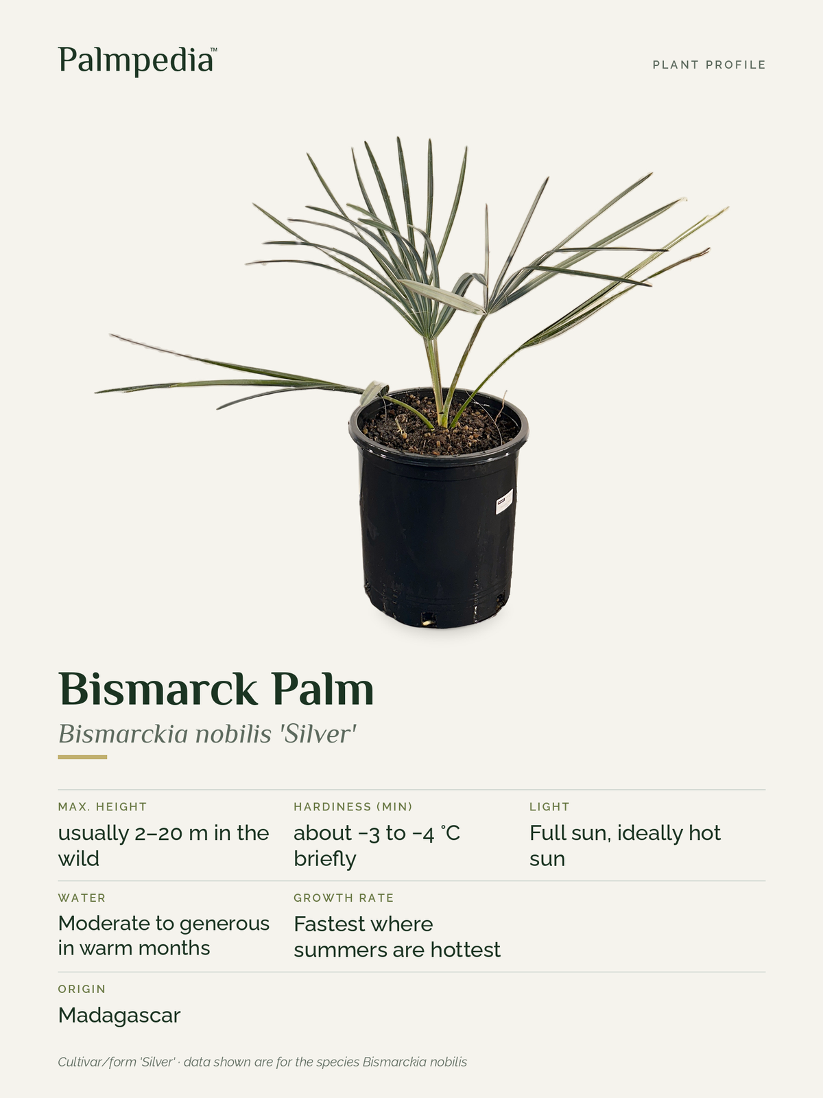 Bismarckia nobilis 'Silver' – plant profile