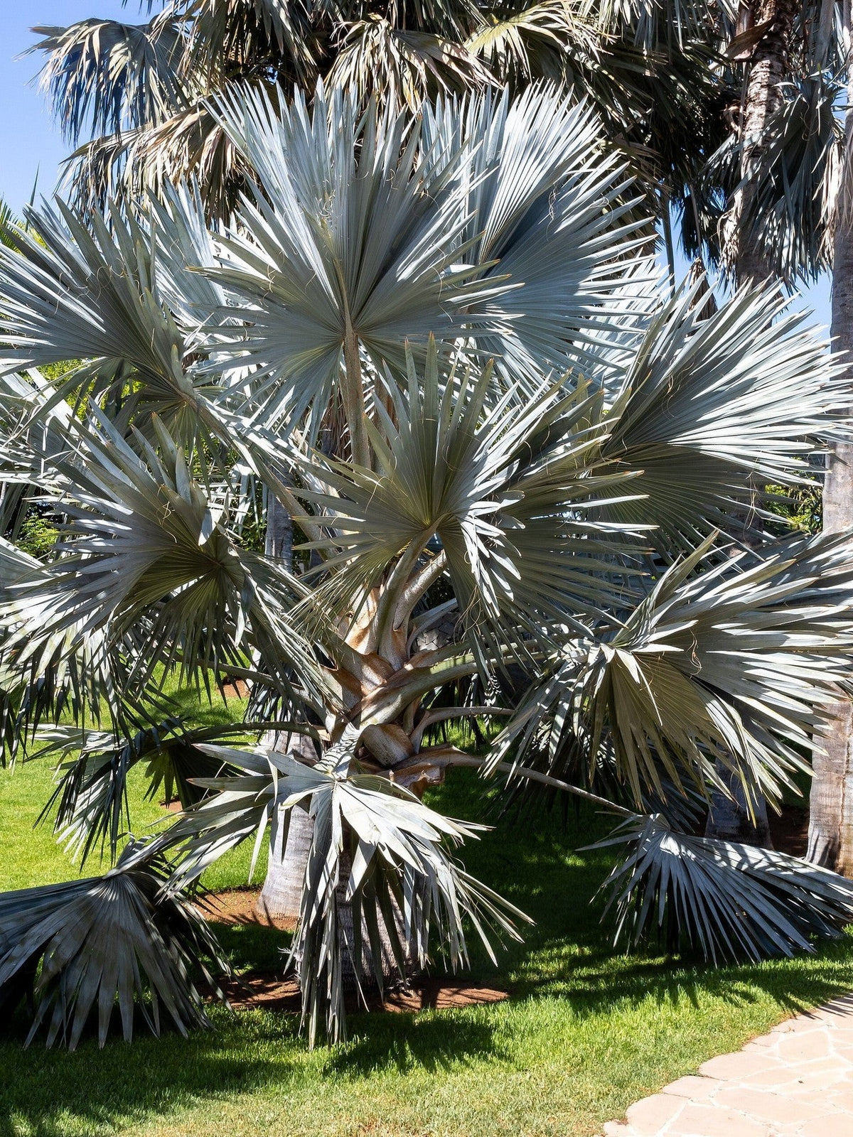 Bismarckia nobilis (species) – mature plant