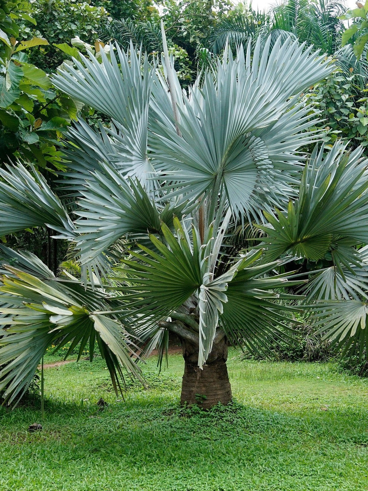 Bismarckia nobilis (species) – mature plant