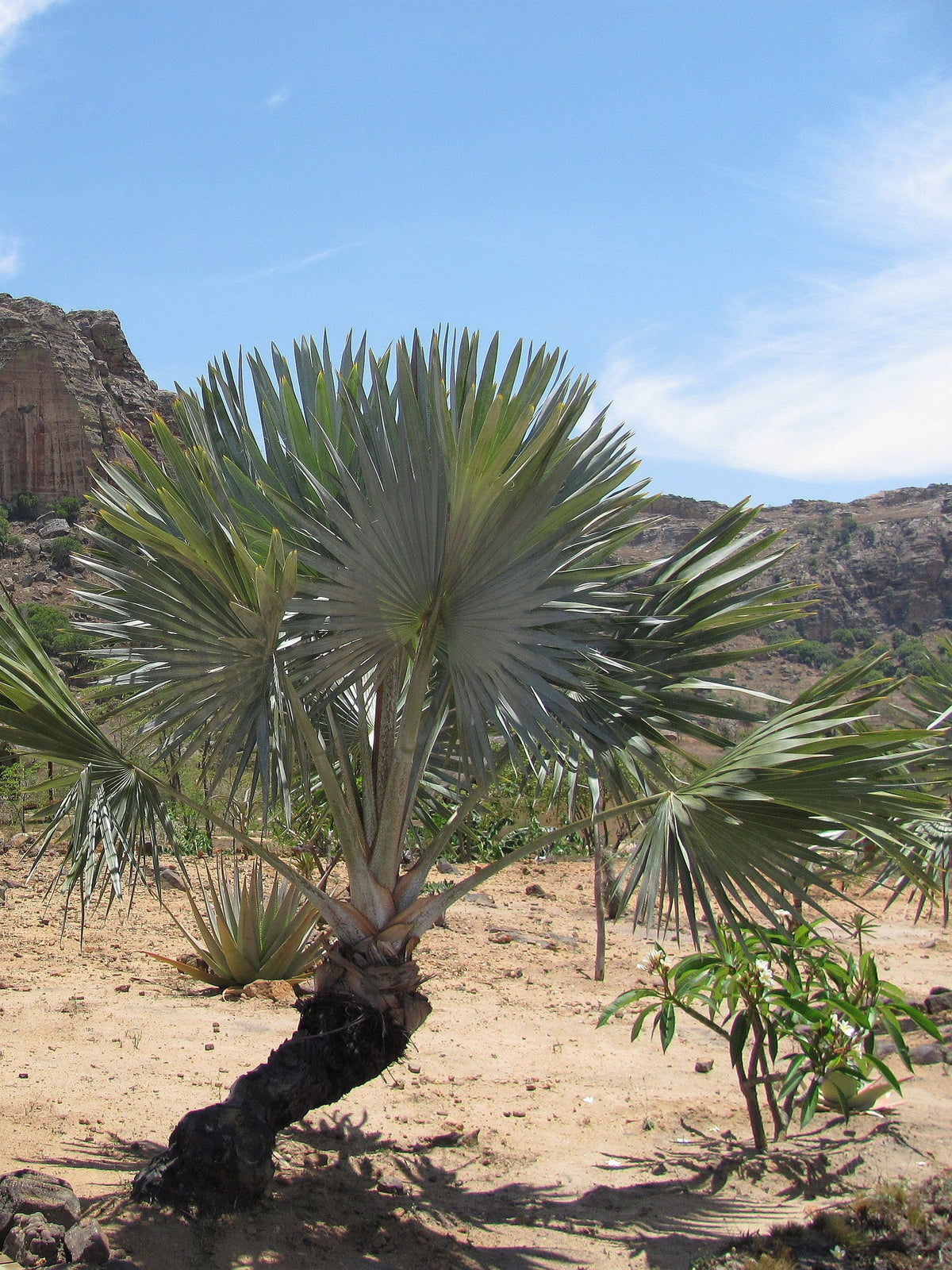 Bismarckia nobilis 'Silver' – in habitat