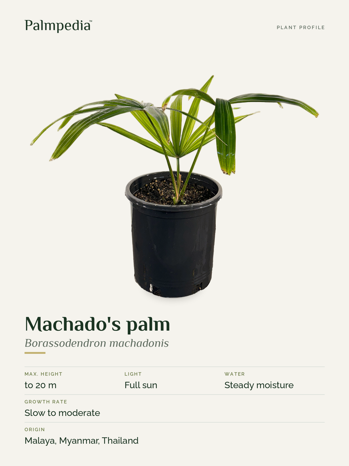 Borassodendron machadonis – plant profile