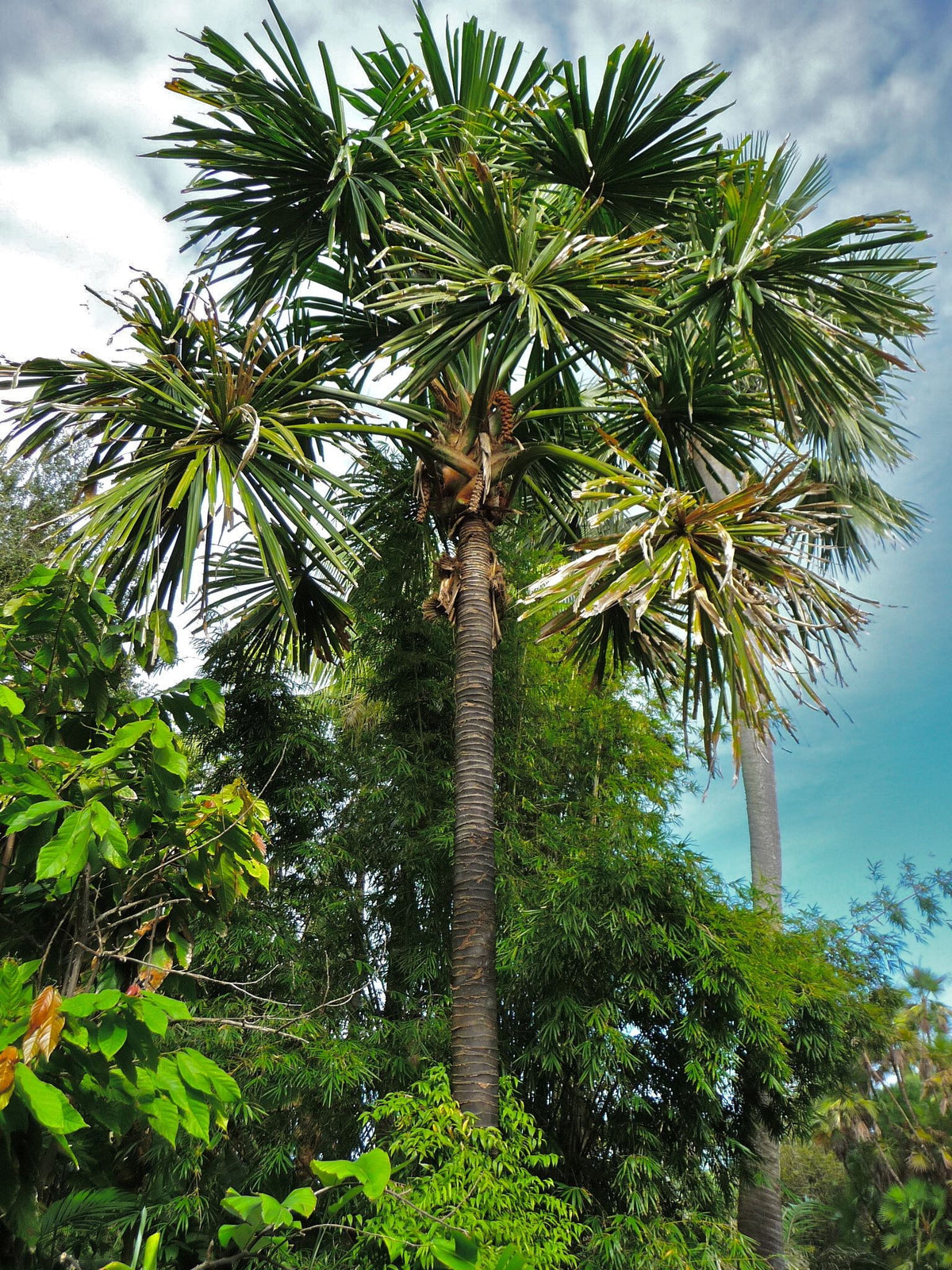 Borassodendron machadonis – mature plant