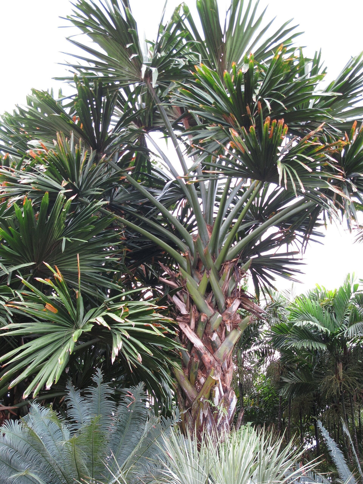 Borassodendron machadonis – mature plant