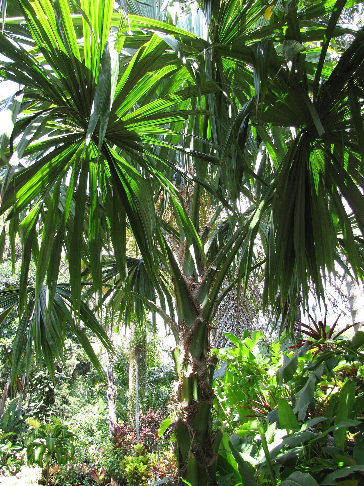 Borassodendron machadonis – mature plant
