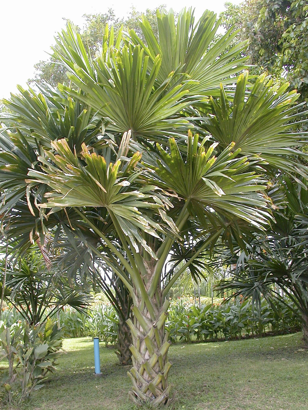 Borassodendron machadonis – in habitat