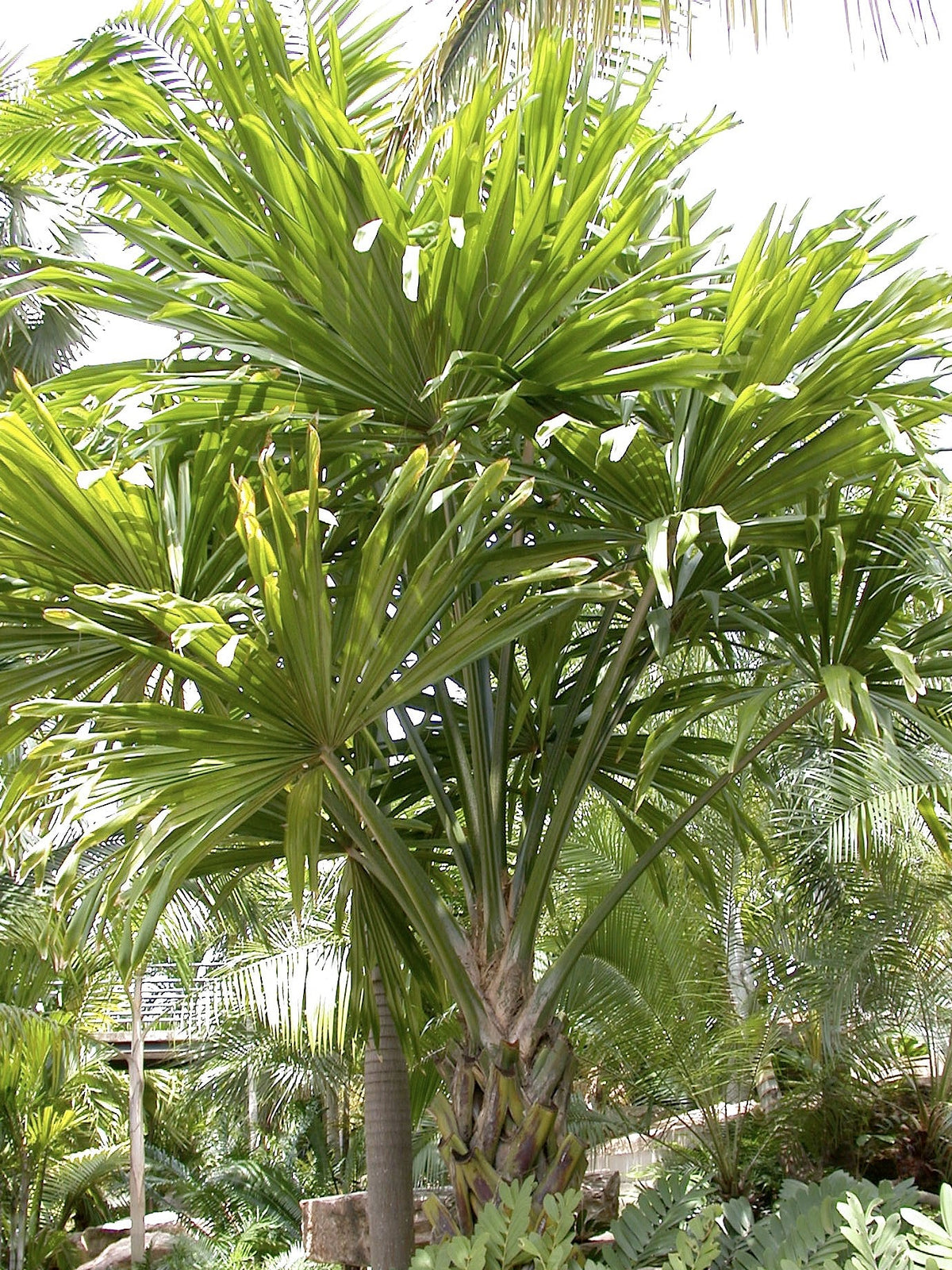 Borassodendron machadonis – in habitat