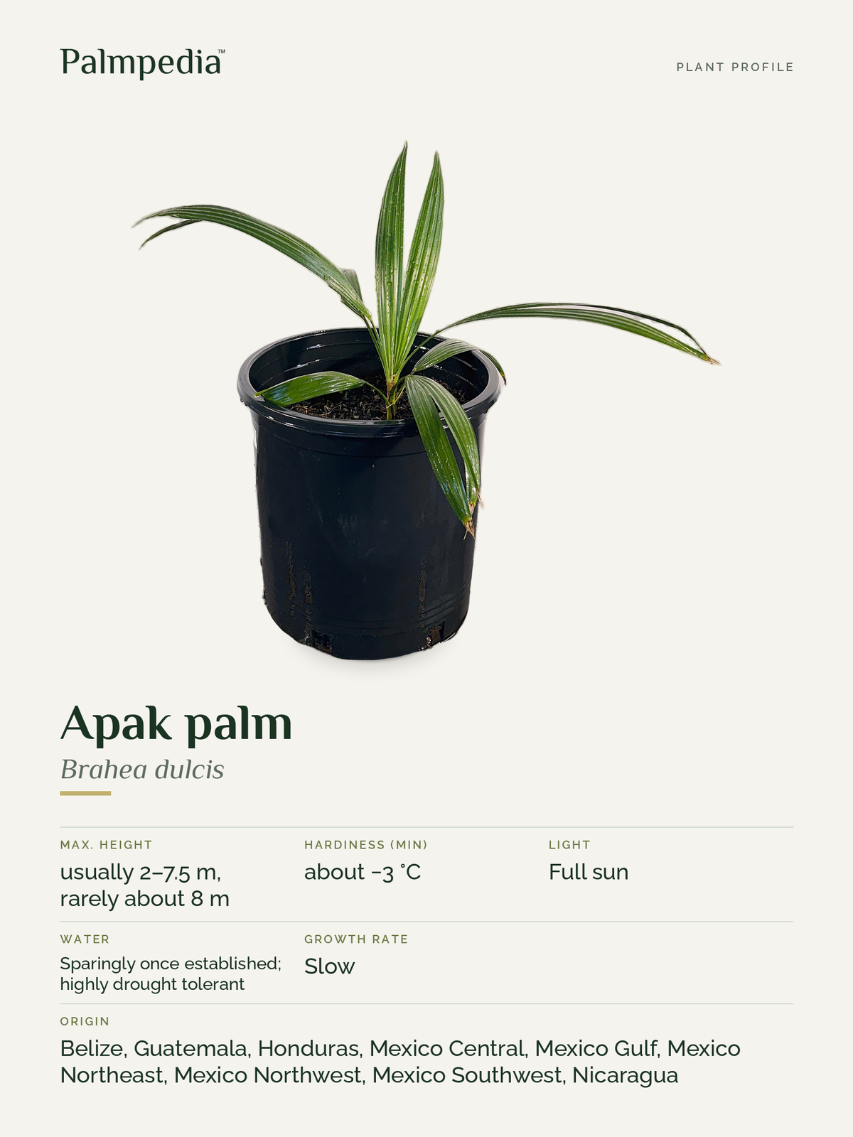 Brahea dulcis – plant profile