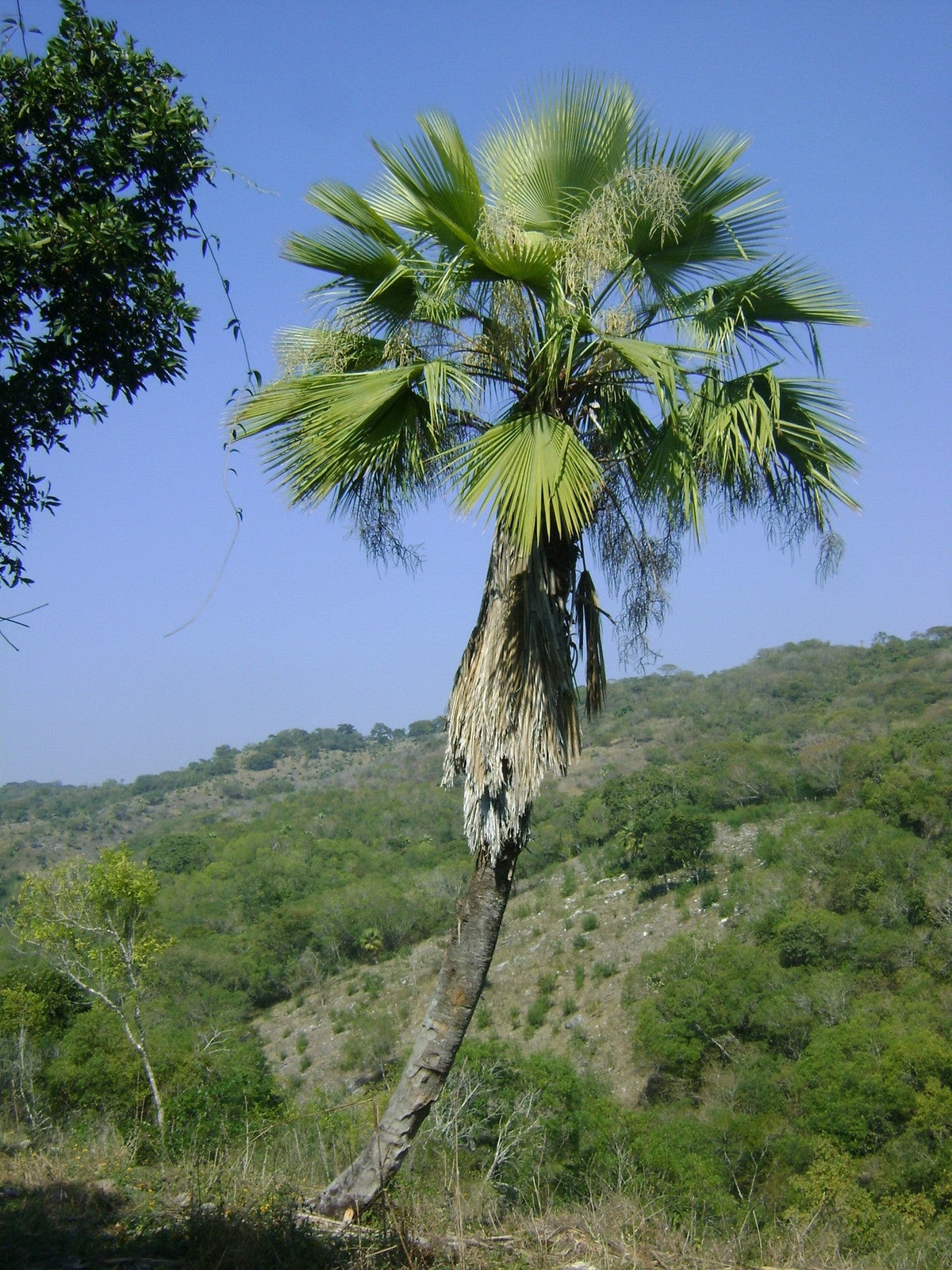 Brahea dulcis – mature plant