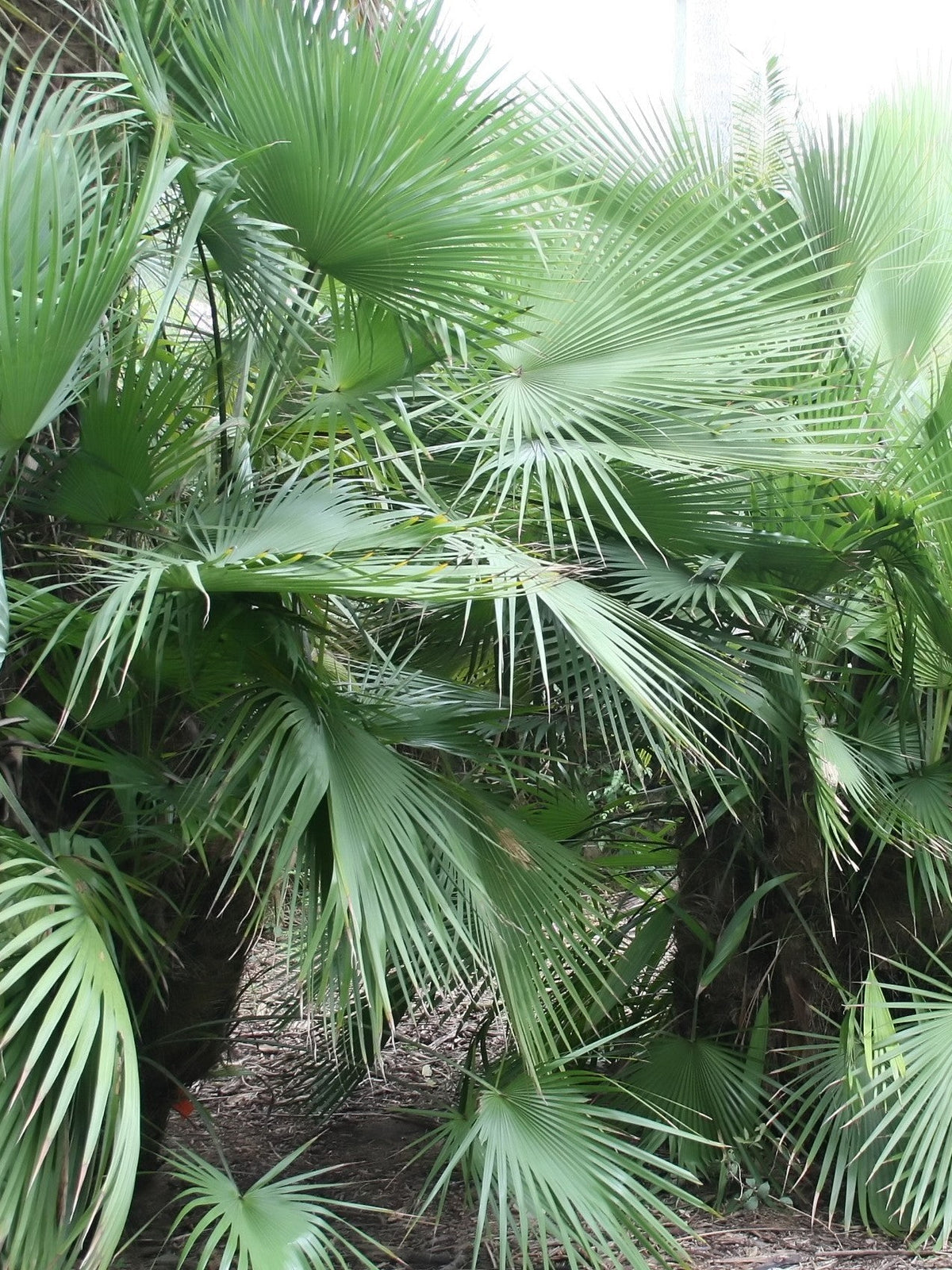 Brahea dulcis – mature plant
