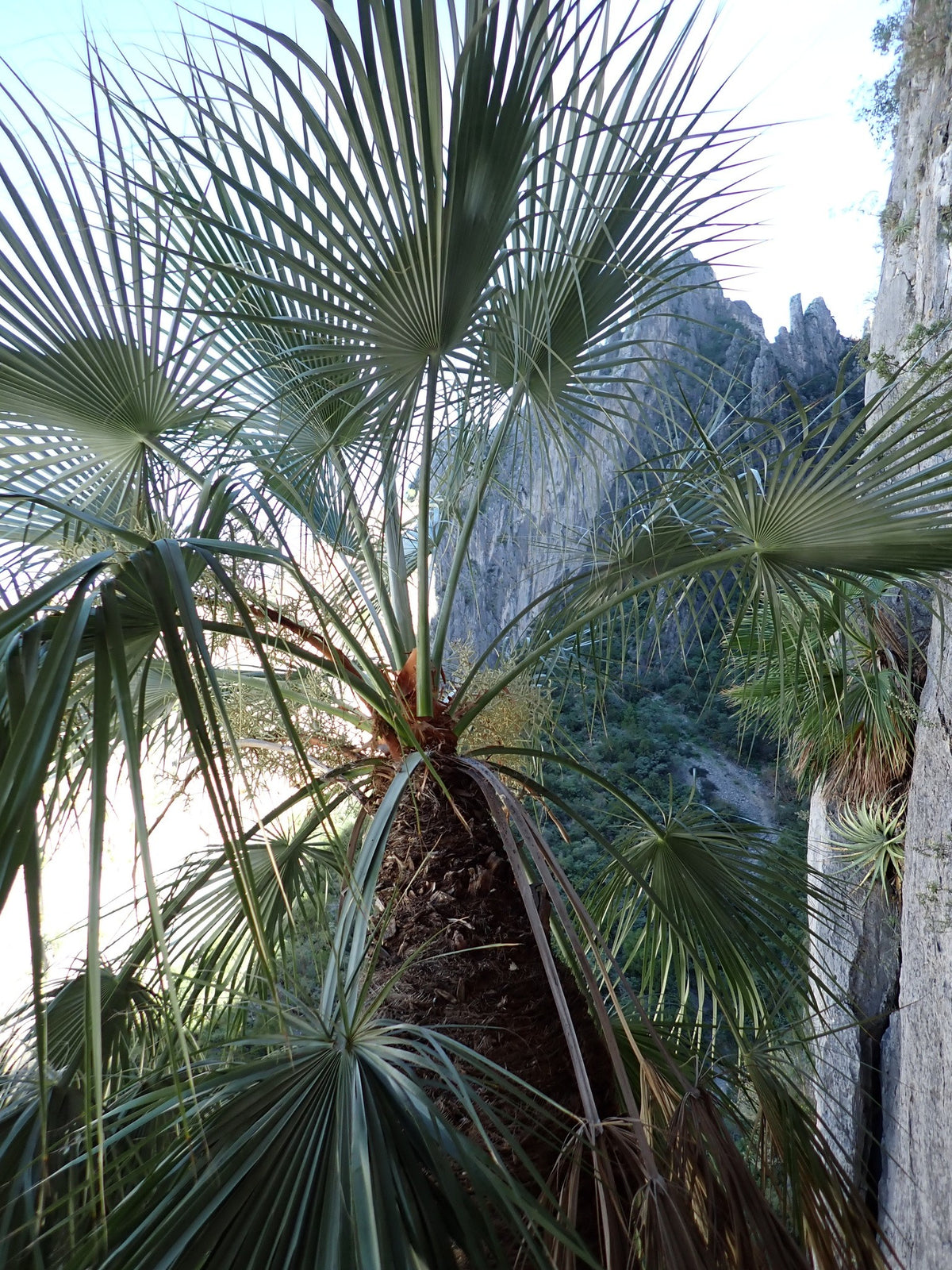 Brahea dulcis – in habitat
