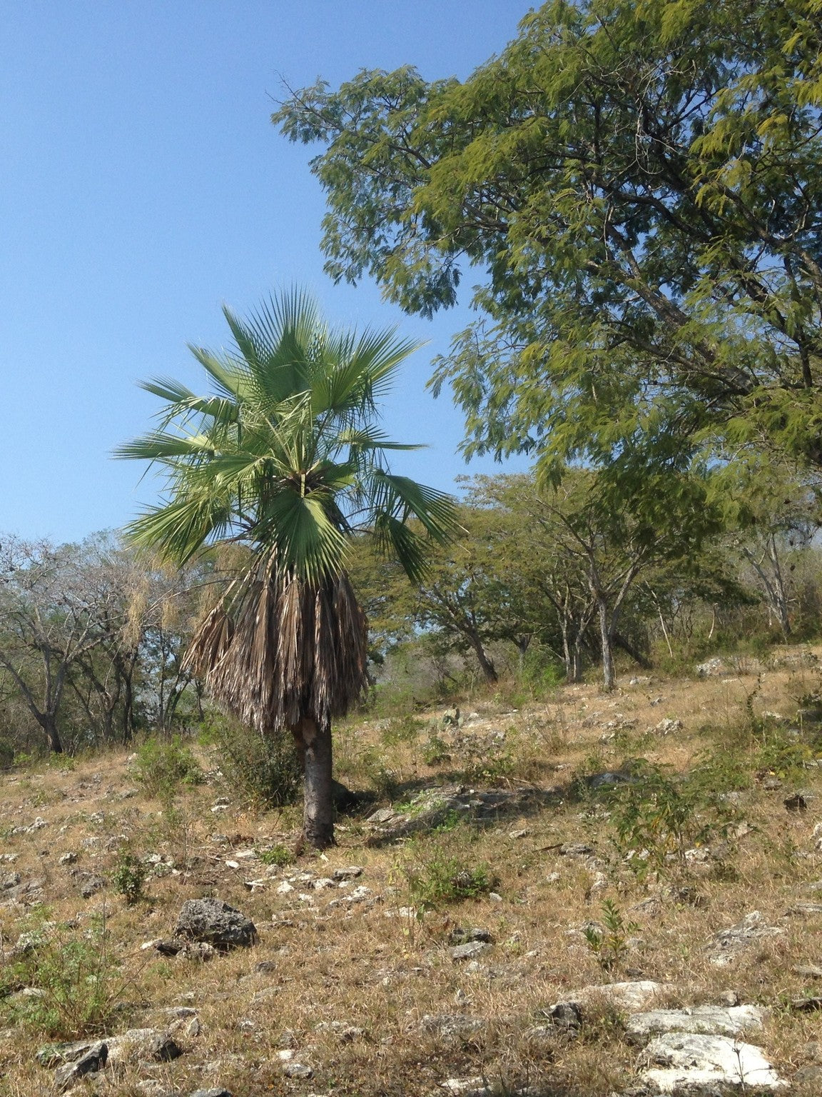 Brahea dulcis – in habitat