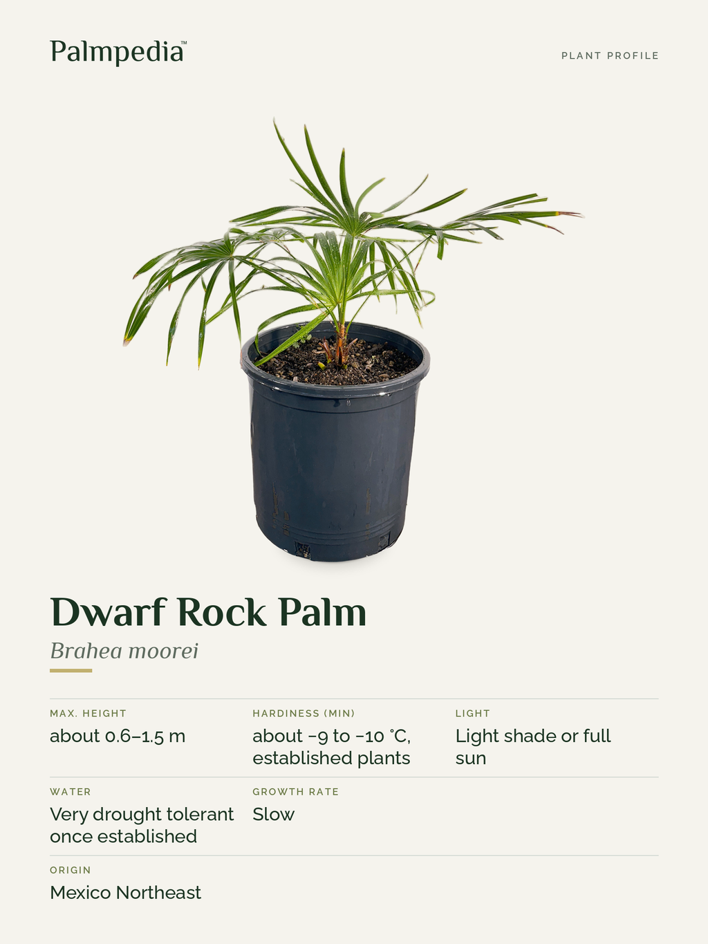 Brahea moorei – plant profile