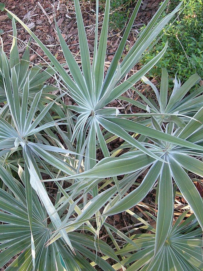 Brahea moorei – mature plant