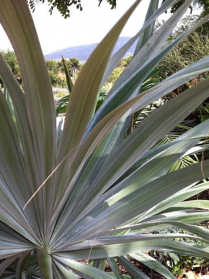 Brahea moorei – mature plant