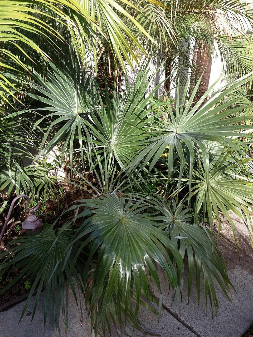 Brahea moorei – in habitat