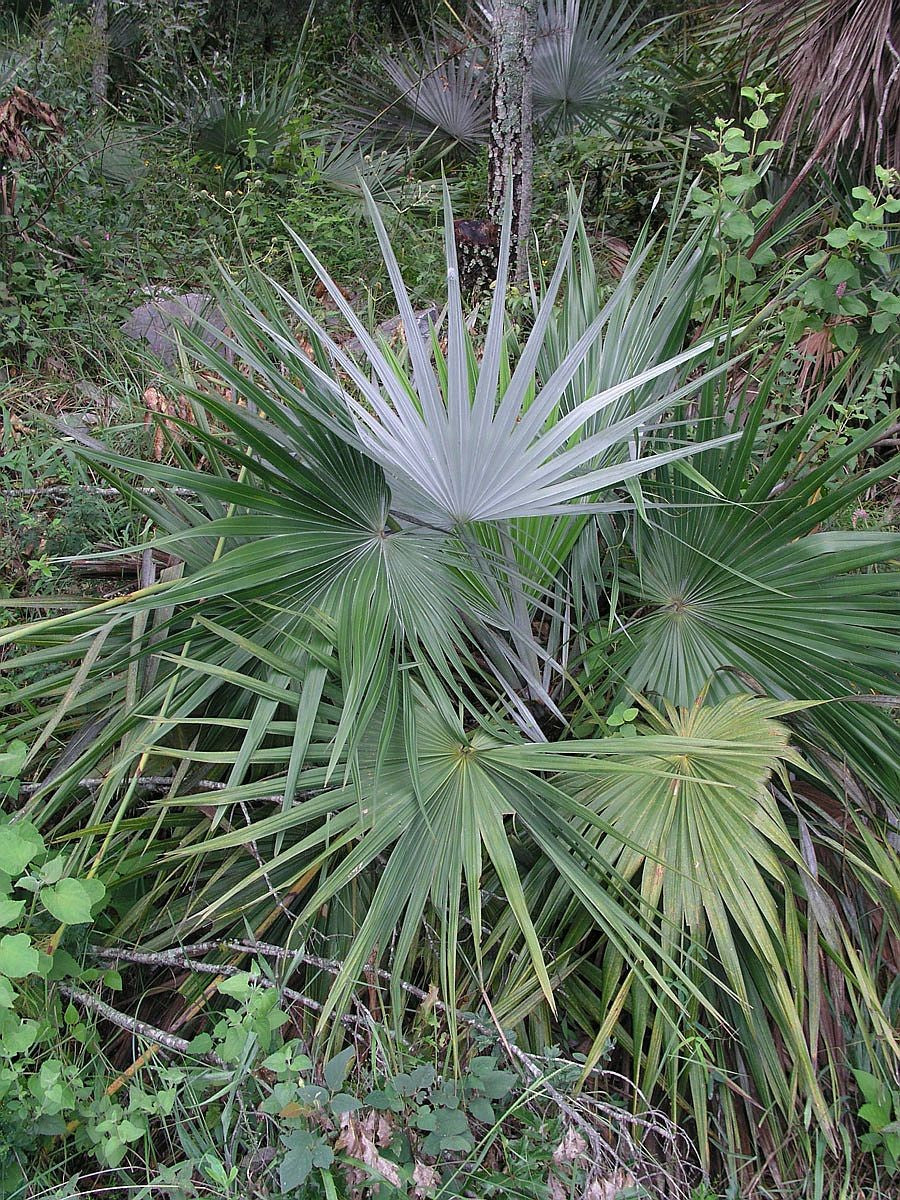 Brahea moorei – in habitat