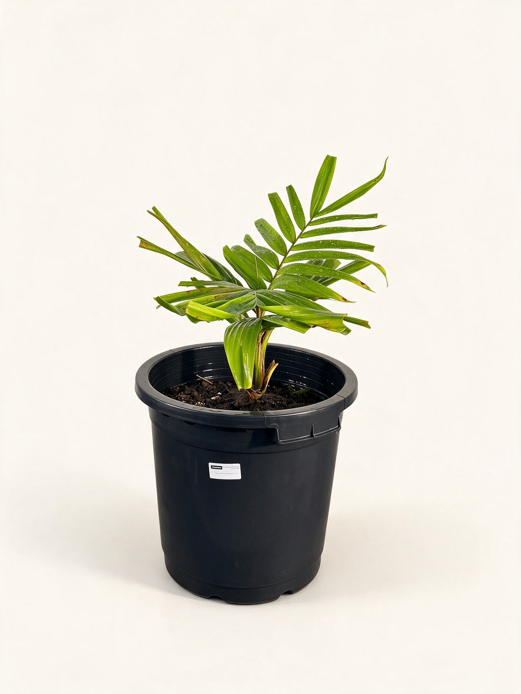 Burretiokentia koghiensis