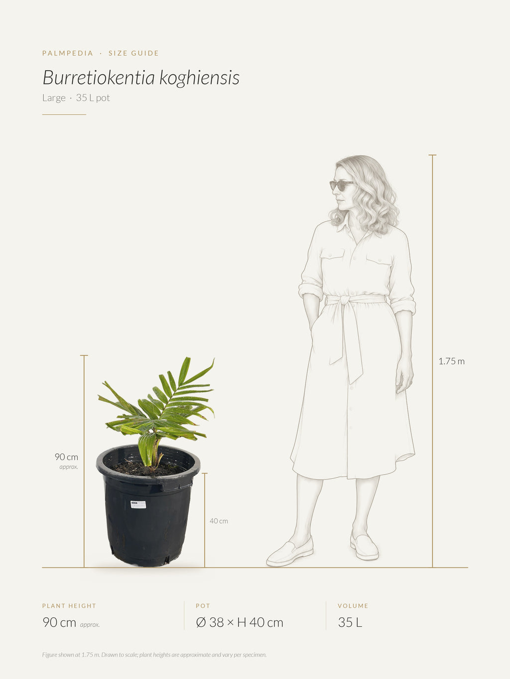 Burretiokentia koghiensis – size guide