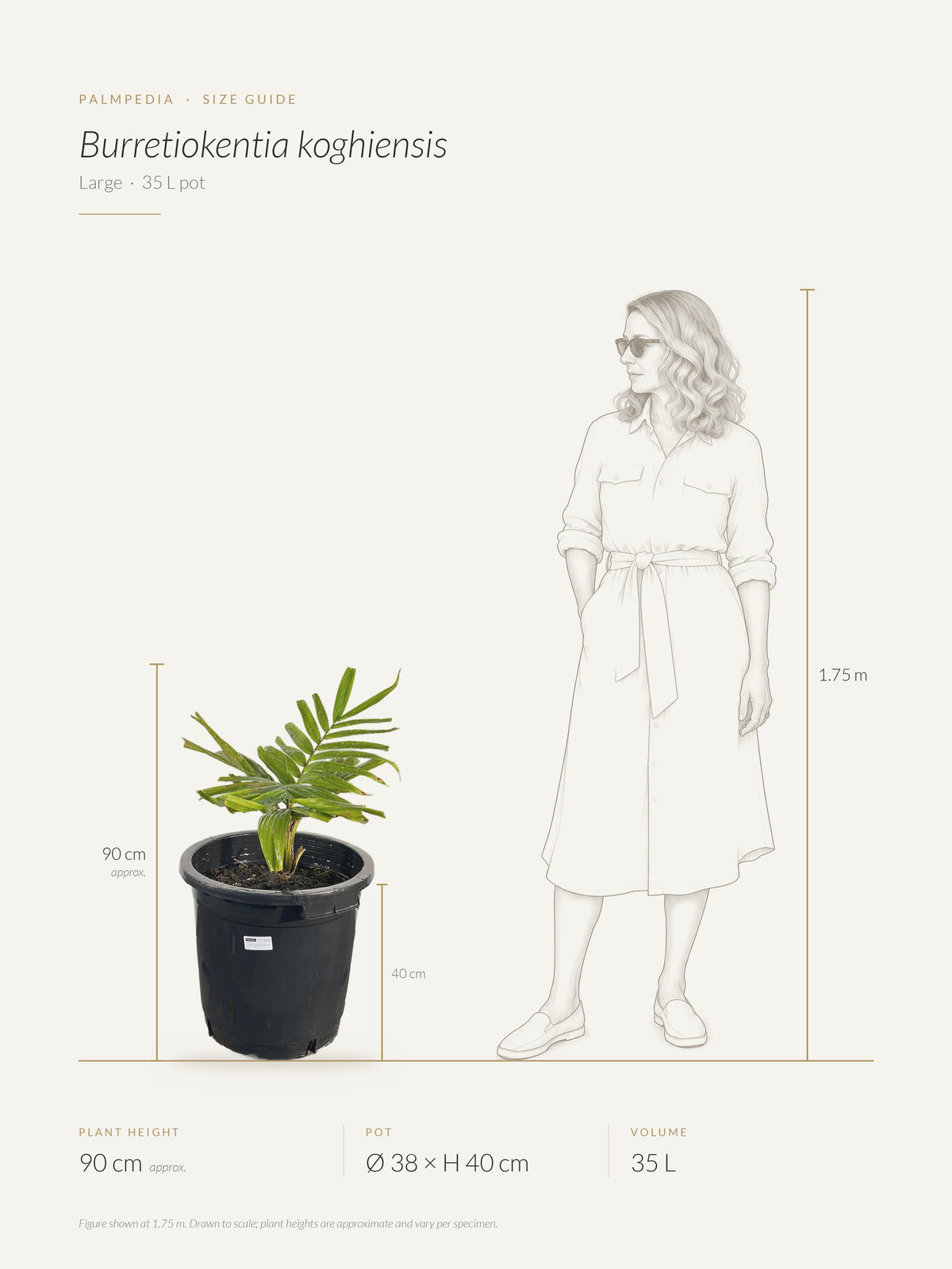 Burretiokentia koghiensis – size guide