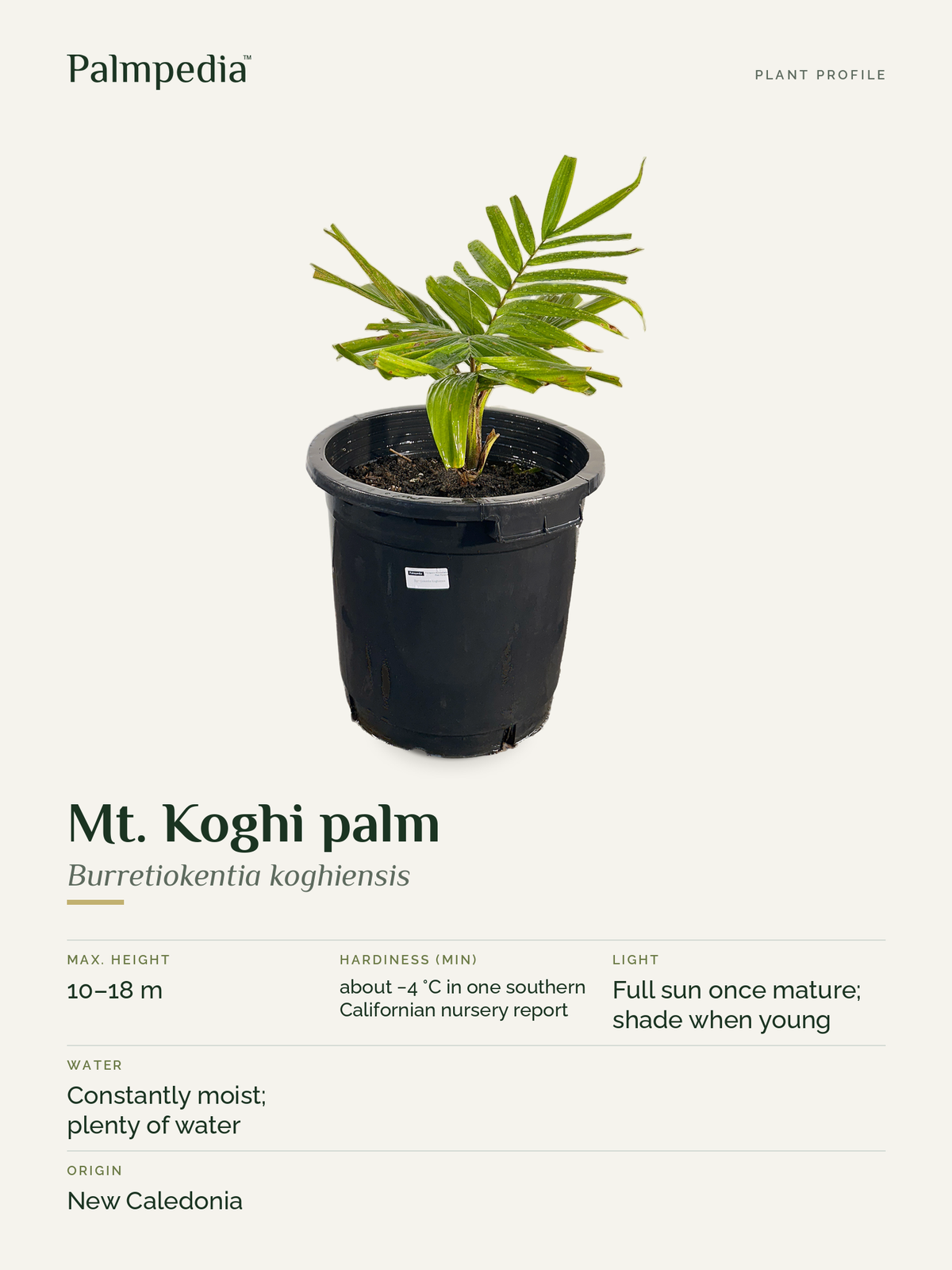Burretiokentia koghiensis – plant profile