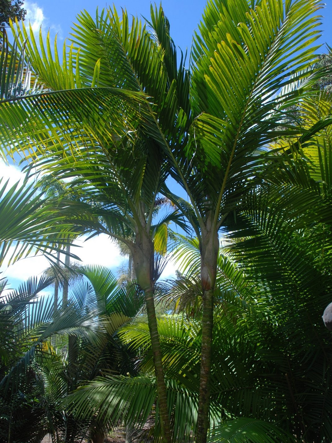 Burretiokentia koghiensis – mature plant