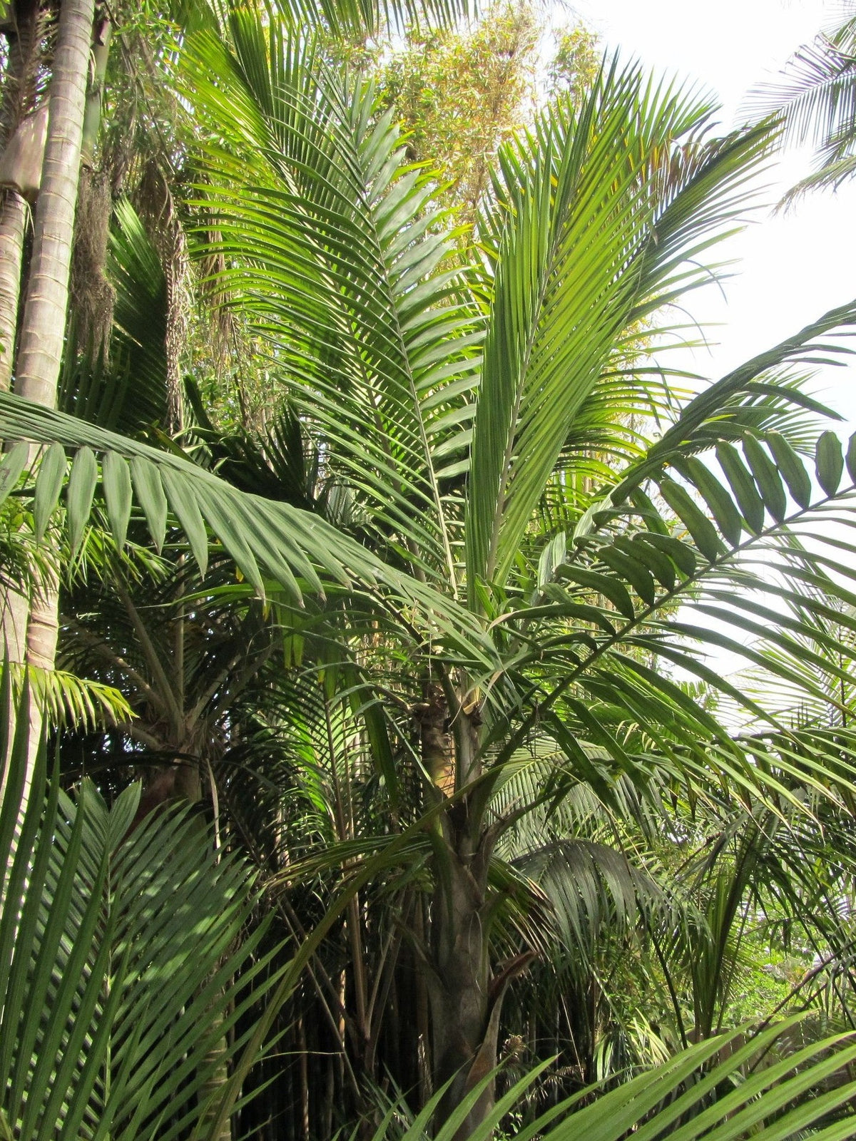 Burretiokentia koghiensis – mature plant