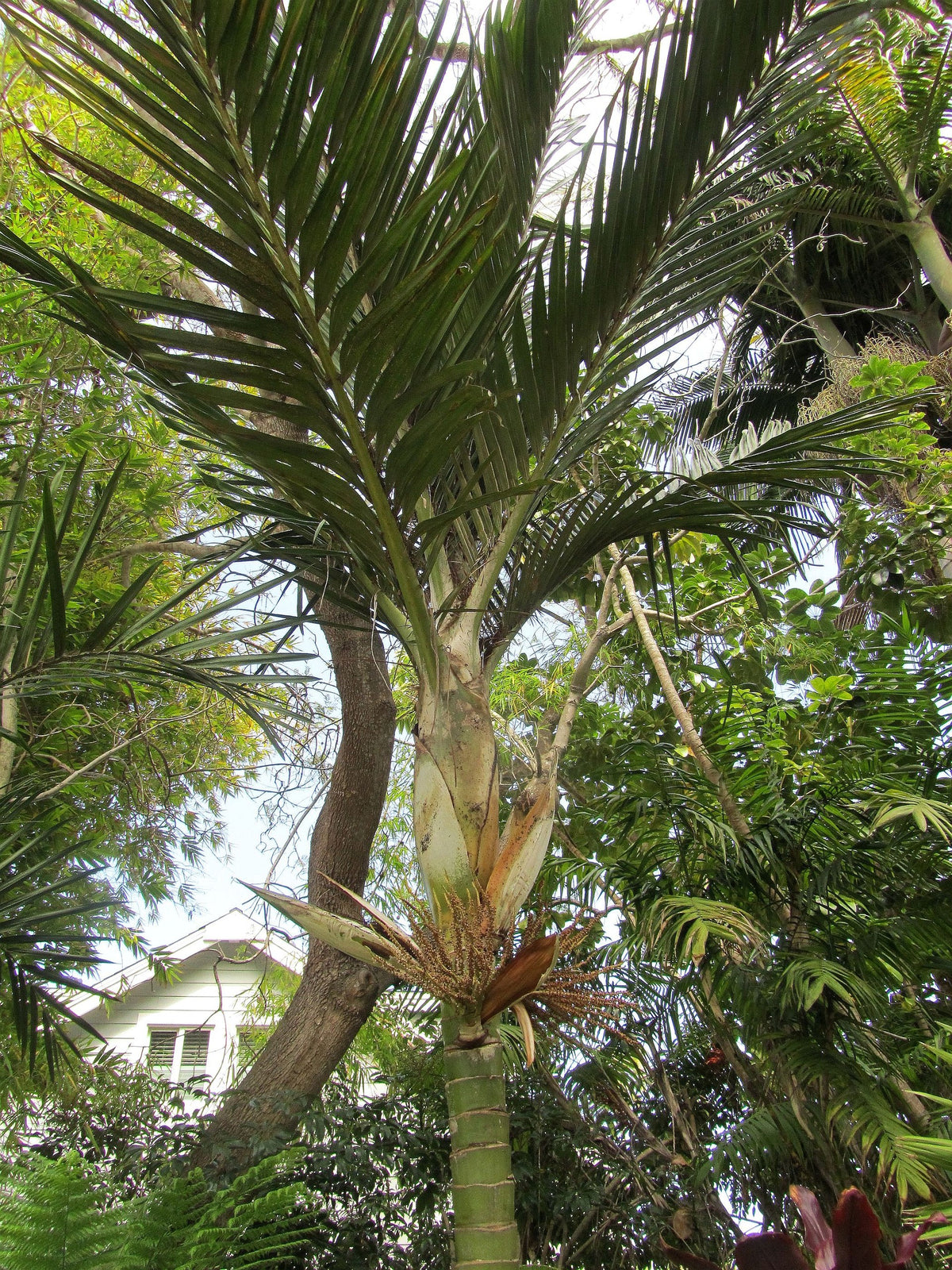Burretiokentia koghiensis – in habitat