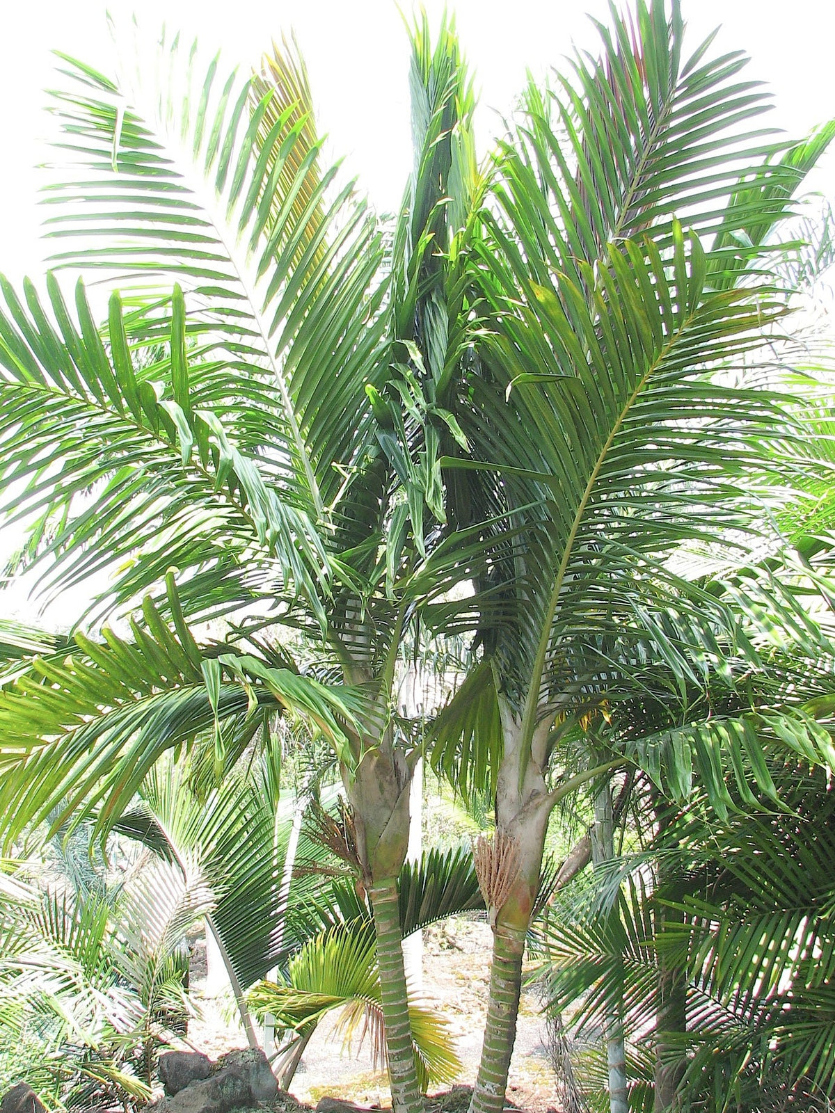 Burretiokentia koghiensis – in habitat