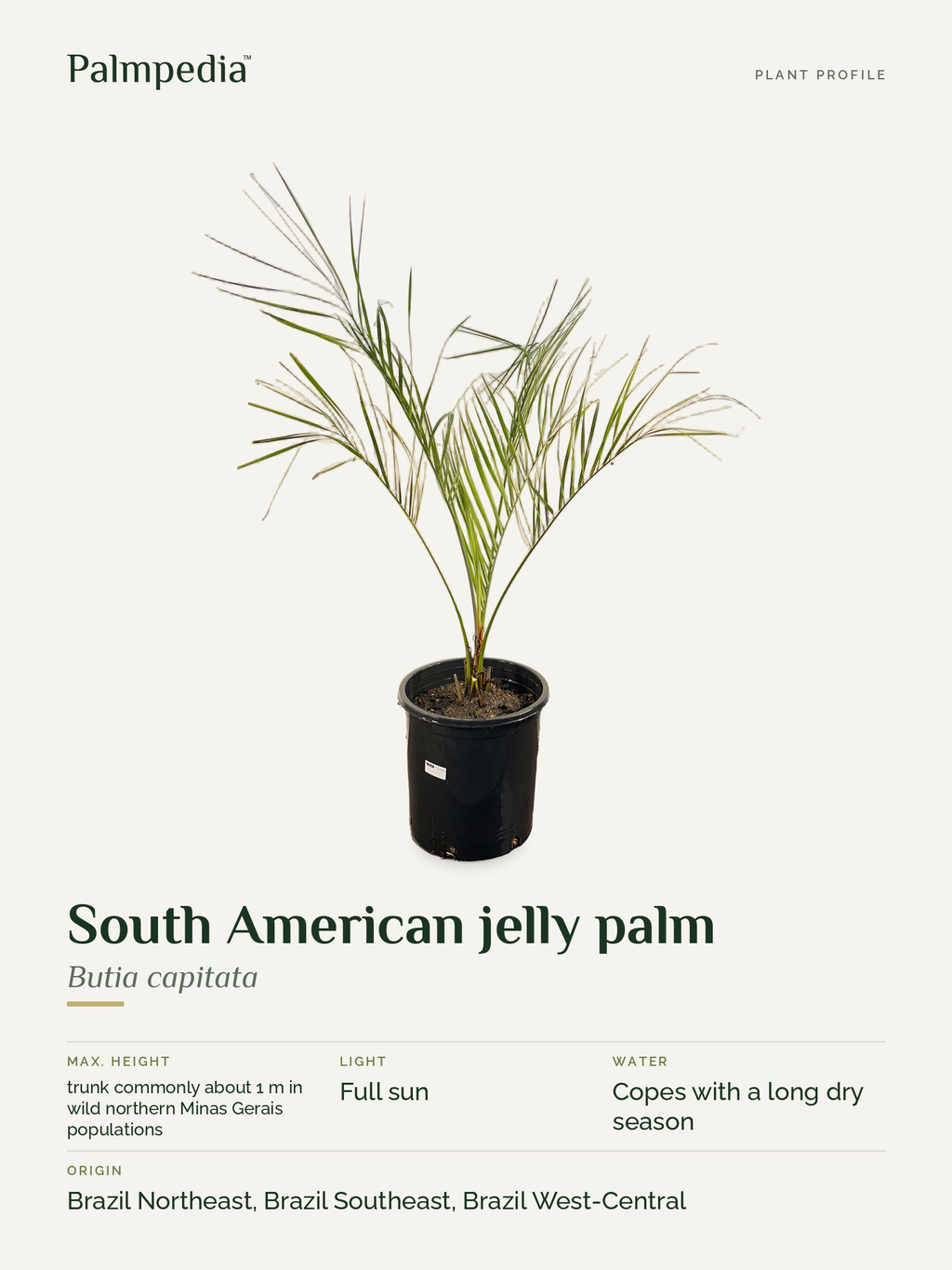 Butia capitata – plant profile