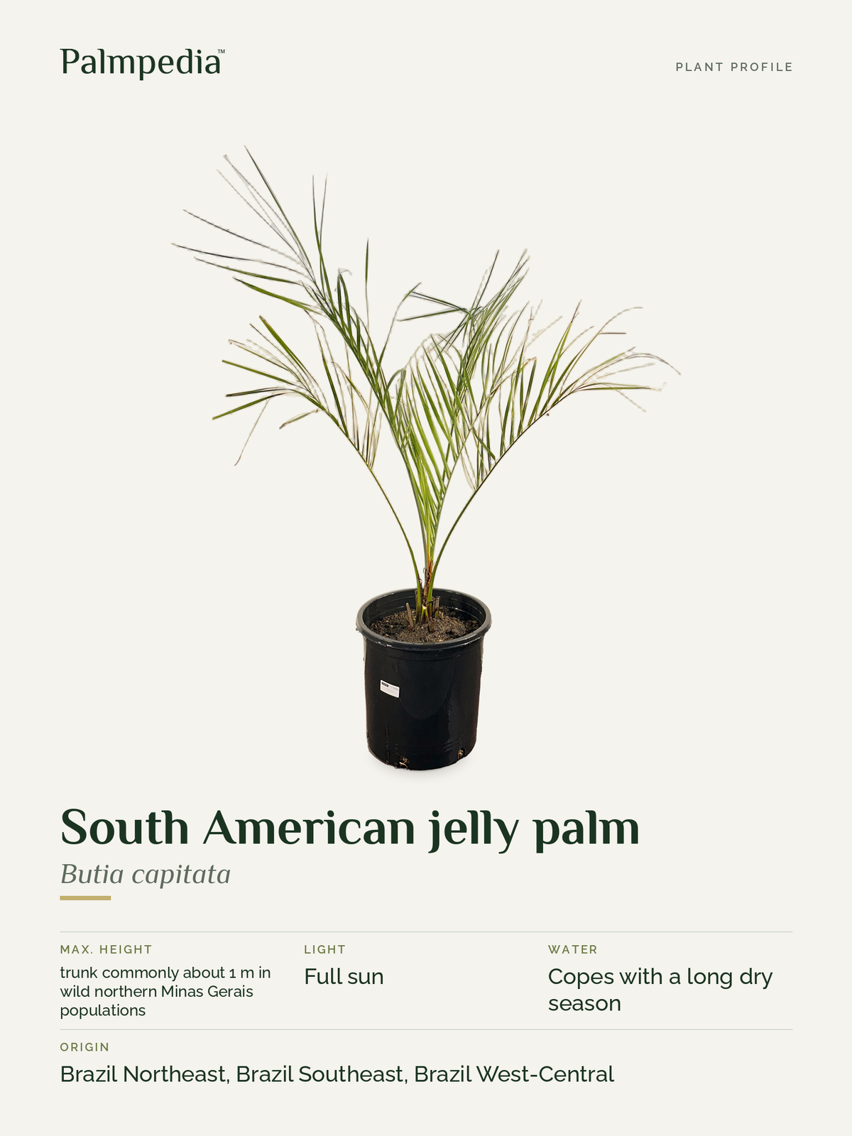 Butia capitata – plant profile