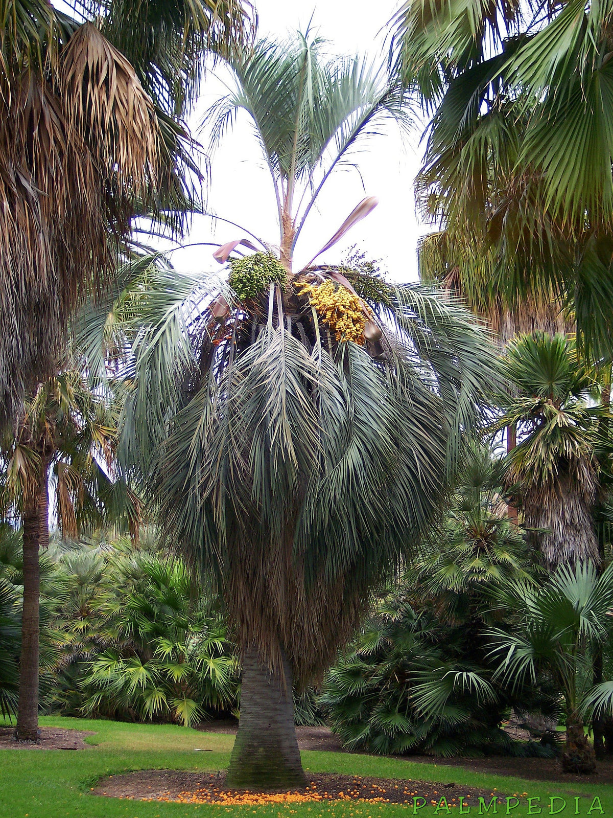 Butia capitata – mature plant