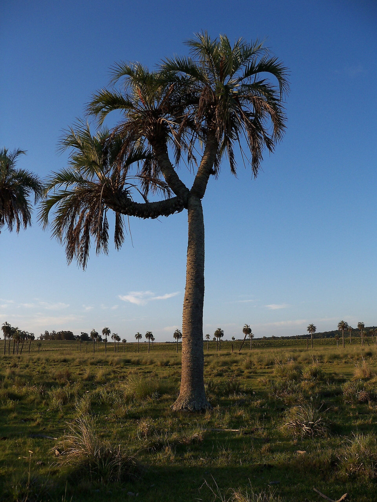 Butia capitata – mature plant