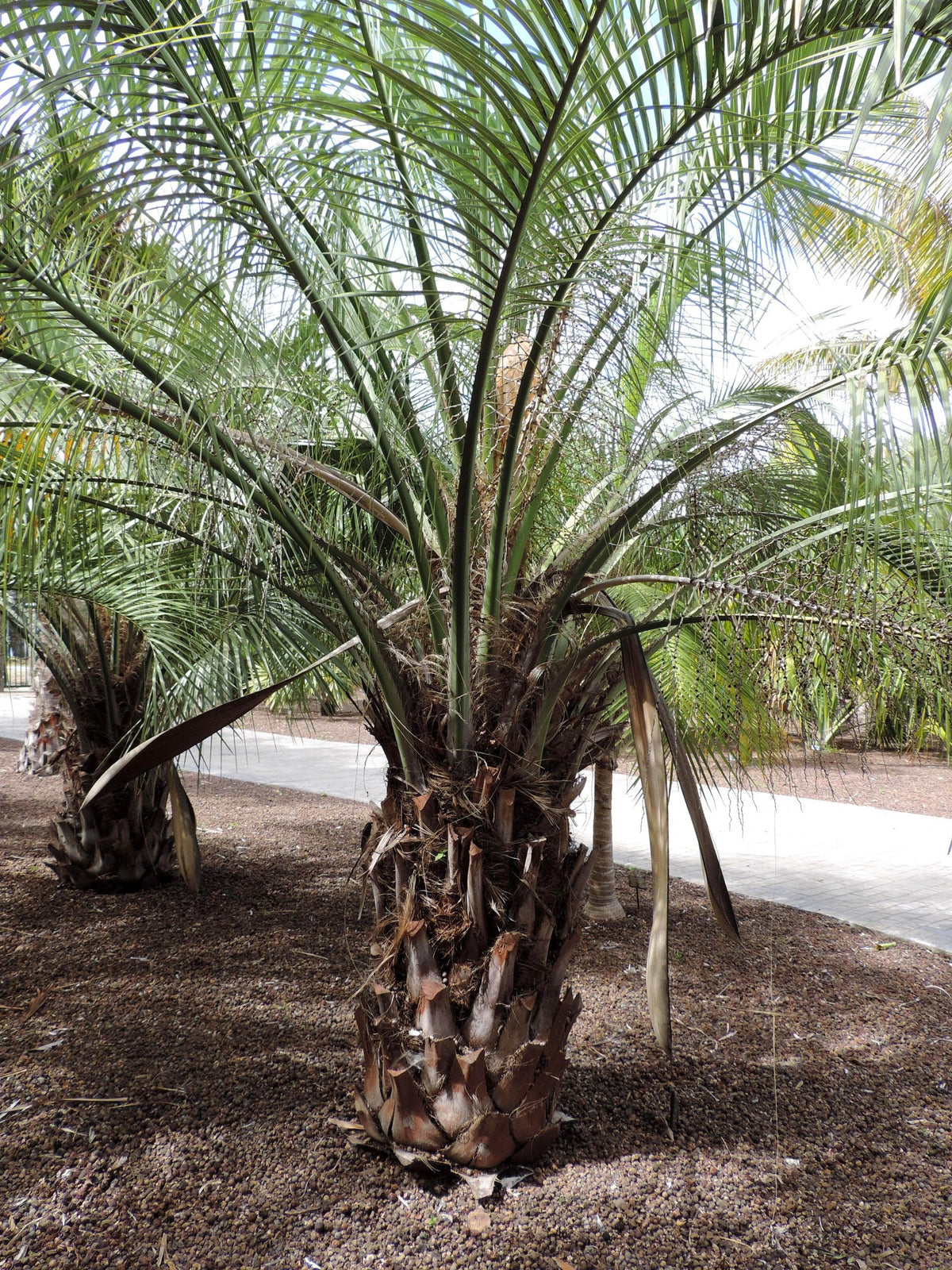 Butia capitata – mature plant
