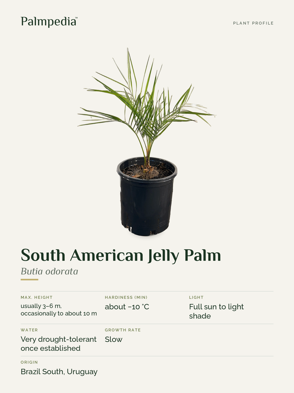 Butia odorata – plant profile