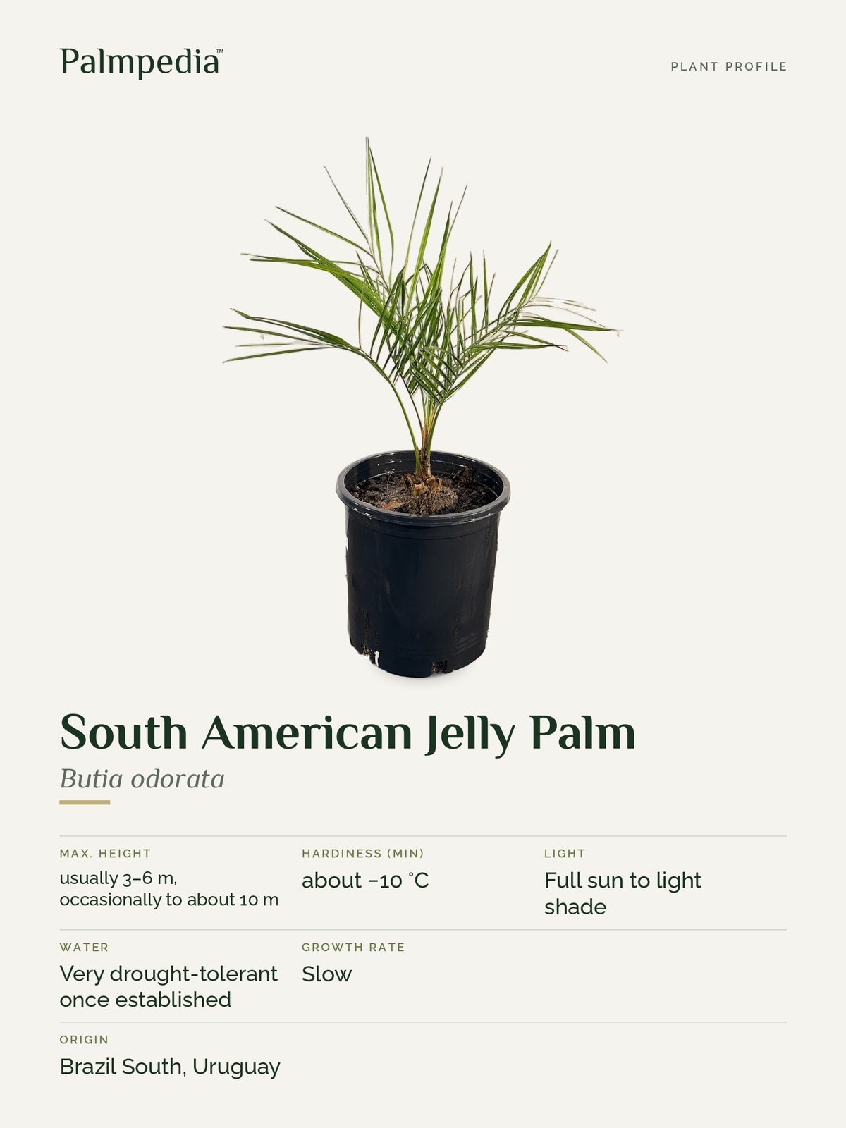 Butia odorata – plant profile