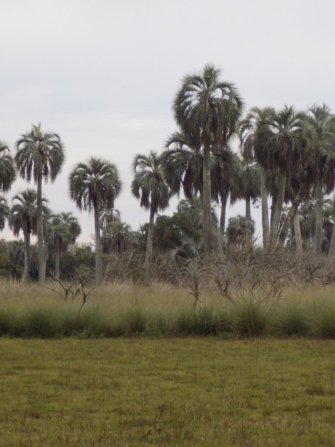 Butia odorata – mature plant