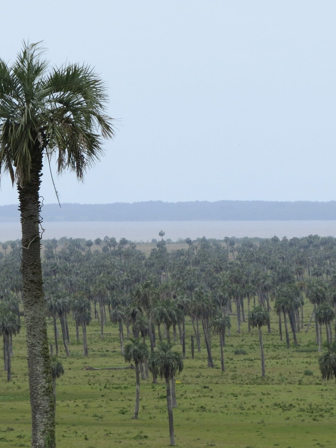 Butia odorata – mature plant