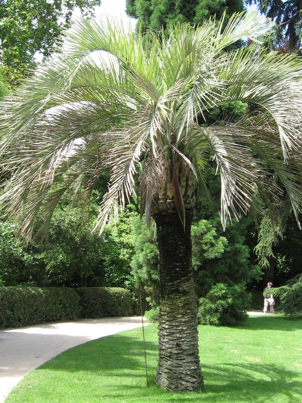 Butia odorata – mature plant