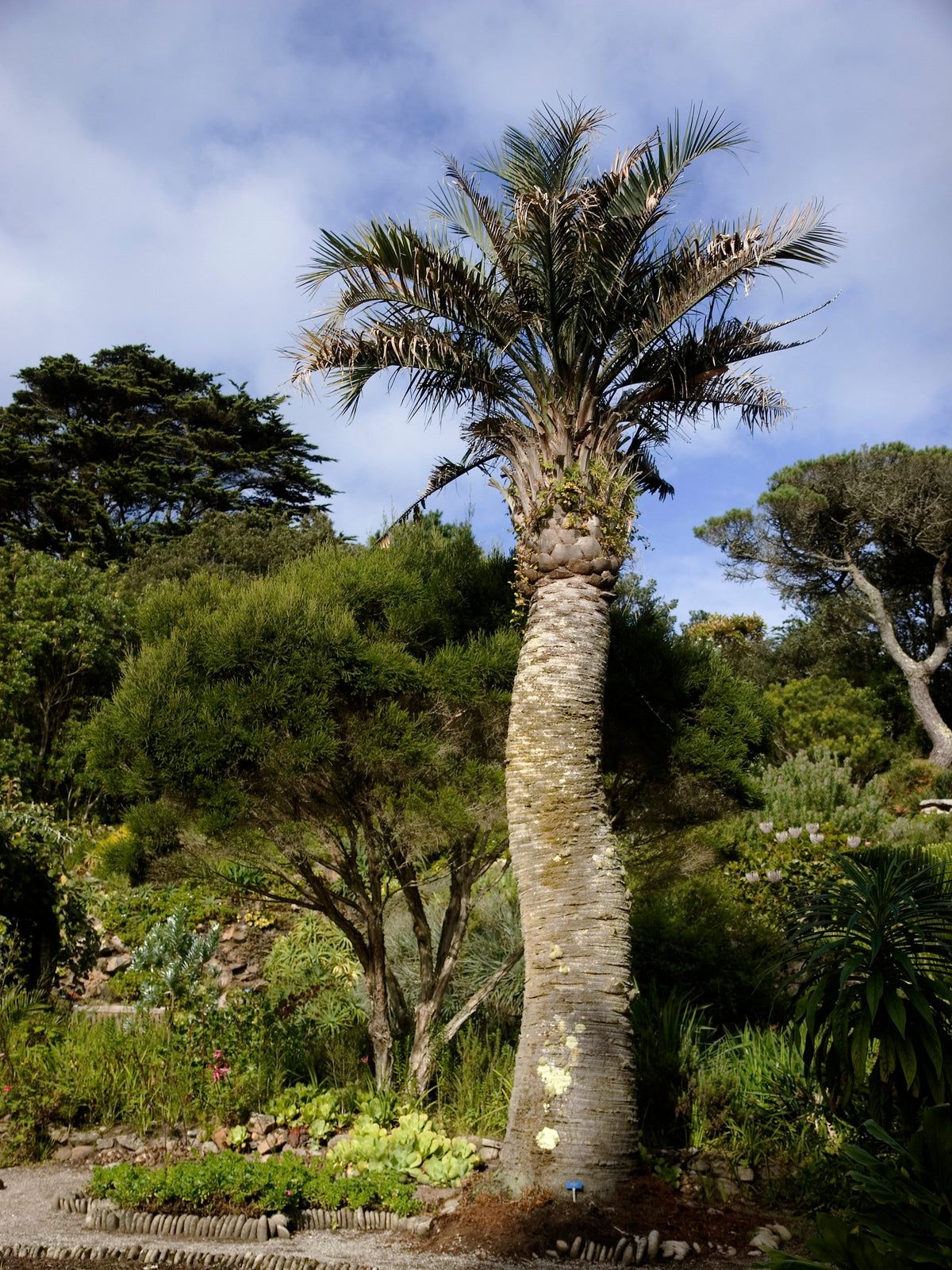Butia odorata – in habitat