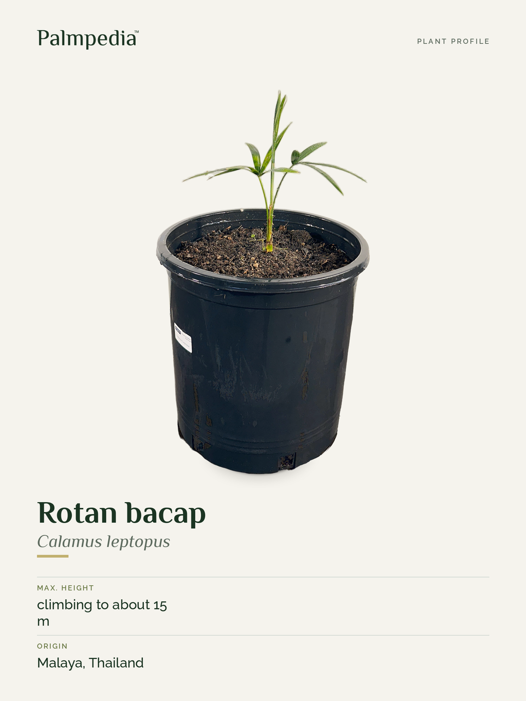 Calamus leptopus – plant profile